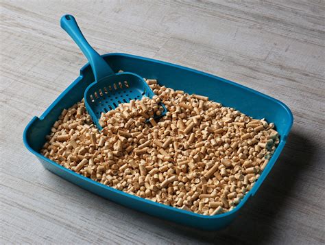 safest cat litter for cats.